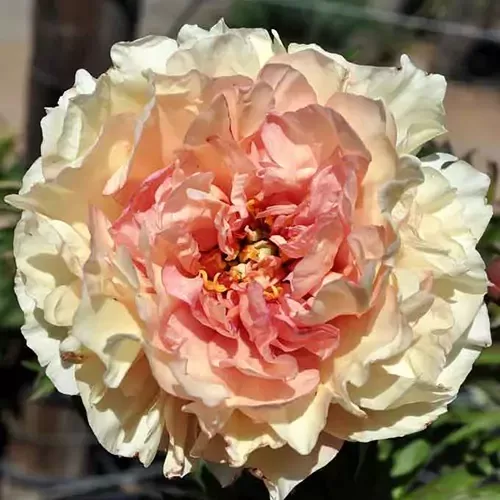 3. ITOH peonijas 'Canary Brilliants' 3/5 pumpuru sakne